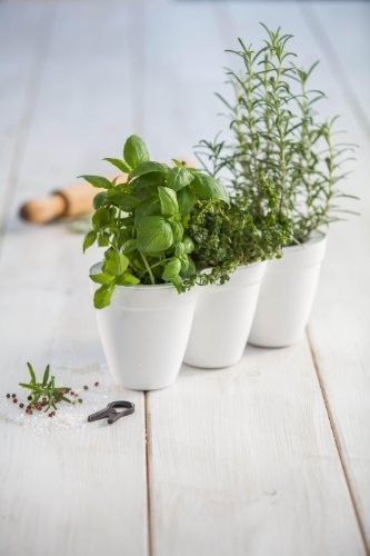 KETER IVY HERBS Doniczka na zioła, biała 17197630