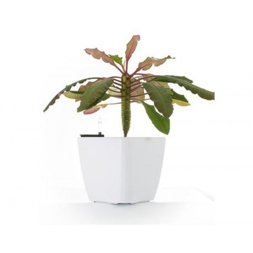 G21 Doniczka samonawadniająca Cube biała 22cm 6392410 G21 Doniczka samonawadniająca Cube biała 22cm 6392410