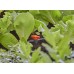 Gardena Micro-Drip System Zawór regulacyjny i zamykający 3/16" 13217-20
