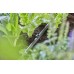 GARDENA Micro-Drip-System utrzymująca rurę 1/2" 13208-20