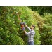 Black & Decker BEHTS451 Nożyce do żywopłotu elektryczne (60cm/550W)