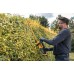 DeWALT DCMHT562P1 XR Nożyce do żywopłotu 55cm, 19 mm XR (18V/1x5,0Ah)
