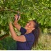 GARDENA PremiumCut Nożyce Ogrodowe do Świeżego Drewna 12241-20