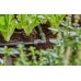 GARDENA MDS L - Złączka łącznik 13 mm 13202-20