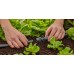GARDENA MDS T Trójnik 13 mm (1/2") 13206-20