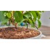 GARDENA MDS Regulowany kroplownik końcowy z kompensacją ciśnienia 5szt. 13304-20