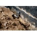 Metabo SP 220-35 S Inox Pompa zanurzeniowa do wody brudnej 601797000
