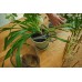 Fiskars Plant Care Nożyczki do roślin z uchwytem, 19 cm 1075316