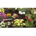 GARDENA Micro-Drip-System Reduktor ciśnienia 1000, 1355-20