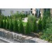 GARDENA MDS Naziemna linia kroplująca 13 mm (1/2"), 50m 1386-20