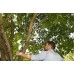 GARDENA TeleCut 650-900 B Nożyce do gałęzi, 65-90 cm 12009-20