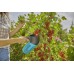 GARDENA Combisystem zrywaczka do owoców jagodowych, 17400-20