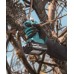 Makita DUP181Z Akum. sekator ogrodniczy, ø 30mm, Li-ion LXT 18V, bez aku Z