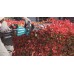 Makita UH004GM201 Akumulatorowe nożyce do żywopłotu 600mm Li-ion XGT 40V / 4Ah