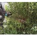 Makita UH006GM201 Akum. nożyce do żywopłotu XGT 600mm, Li-ion XGT (40V/2x 4,0 Ah)