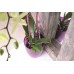 PROSPERPLAST COUBI Doniczka wysoka 18,3 cm, fiolet przezroczysta DUOW160P