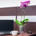 PROSPERPLAST COUBI doniczka na orchidee 1,5l, pomarańczowa DUOW130P