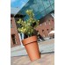 Prosperplast LOFLY SLIM Doniczka 24,5x31,9cm biała DLOFS250