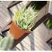 Prosperplast TERRA Donica wisząca na okapie, 28cm, 4l, antracyt DTRY28