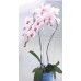 Prosperplast DECOR Podpora do storczyków, orchidei 39cm, różowy ISTC03