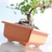 PROSPERPLAST DBON Doniczka do bonsai 20 x 14 x 7,5cm, terakota DBON