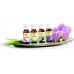 SOEHNLE Olejek zapachowy Vanilla 10 ml 68041