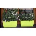 PROSPERPLAST COUBI box 7l, zielony DUP400